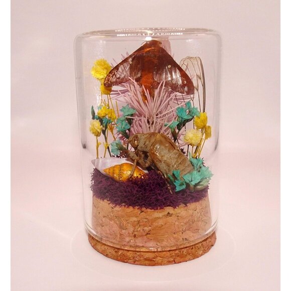 Orange Tipped Oakworm Moth Cicada Skin Dried Flowers Oddity Jar taxidermy witchy - Picture 1 of 12